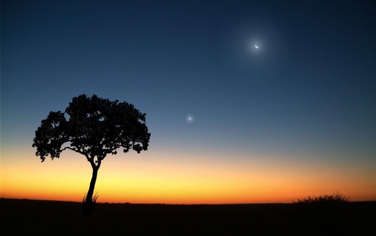 вечер, дерево, луна, the evening, tree, the moon