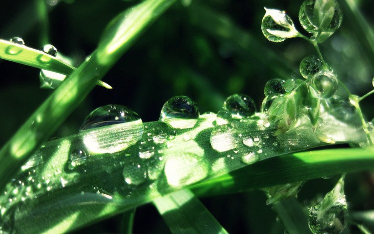 трава, капли, огромные, на траве, капли воды, grass, drops, huge, on the grass, water drops