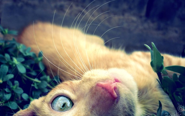 кошка, взгляд, глаз, cat, look, eyes