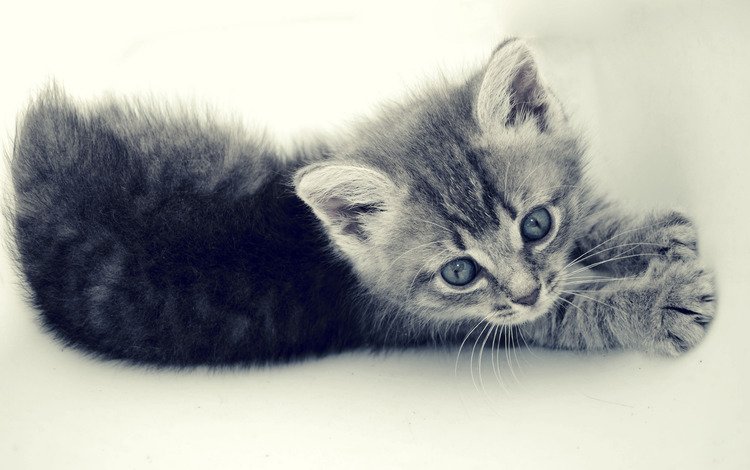 кот, кошка, котенок, маленький, серый, полосатик, cat, kitty, small, grey, pinstripes