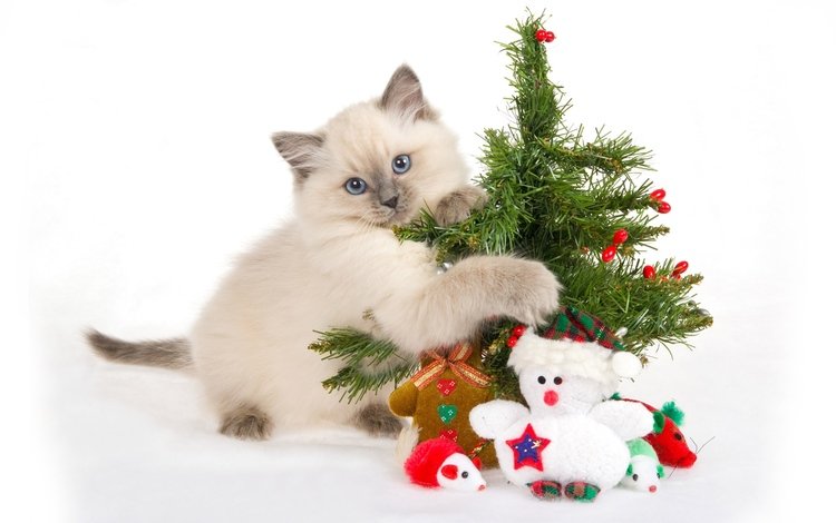 новый год, игрушки, елка, голубые глаза, мордочка, лапки, кошка, ёлочка, взгляд, подарки, котенок, снеговик, new year, toys, tree, blue eyes, muzzle, legs, cat, herringbone, look, gifts, kitty, snowman