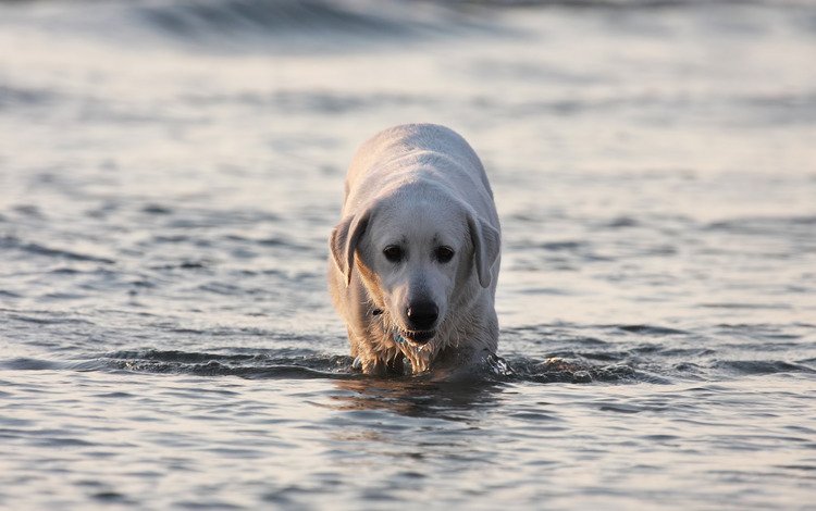 вода, собака, лабрадор, water, dog, labrador