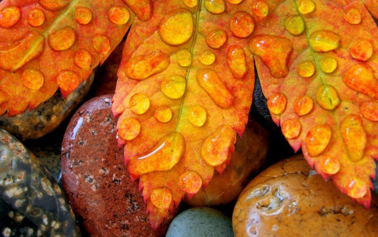 капли, осень, лист, drops, autumn, sheet