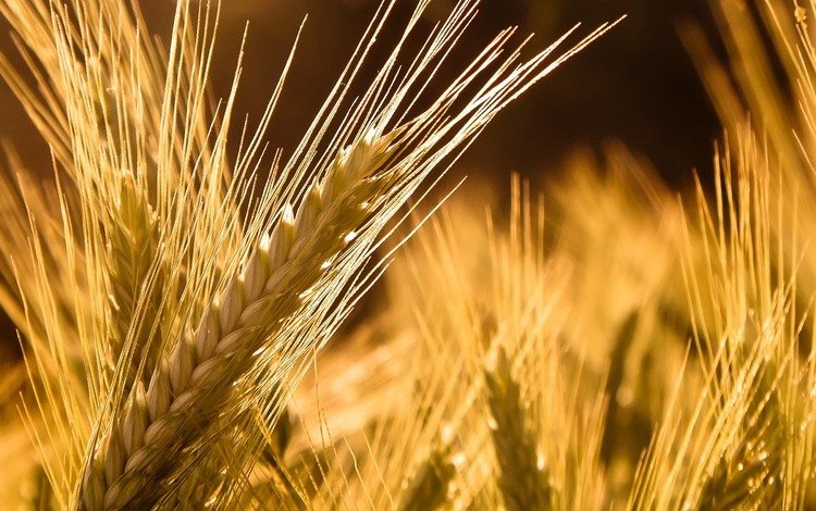 природа, обои, макро фото, macro wallpapers, пшеница, колос, nature, wallpaper, macro photo, wheat, ear
