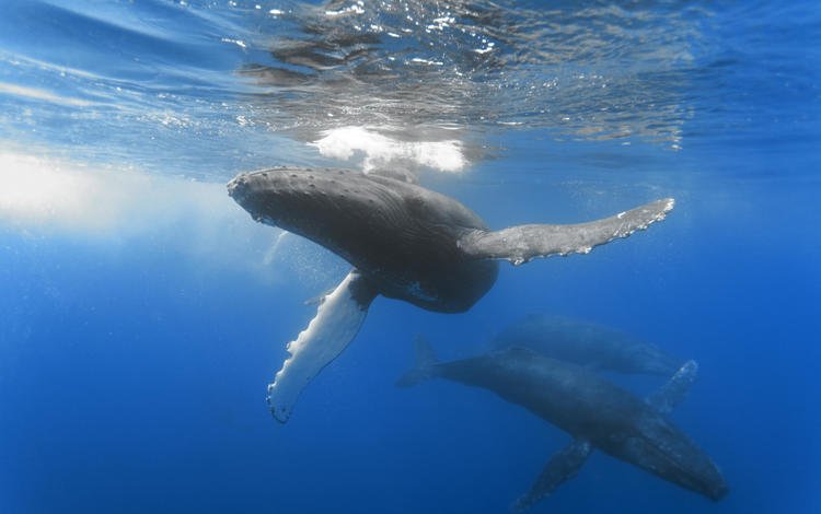 океан, киты, глубина, простор, размер, the ocean, whales, depth, space, size