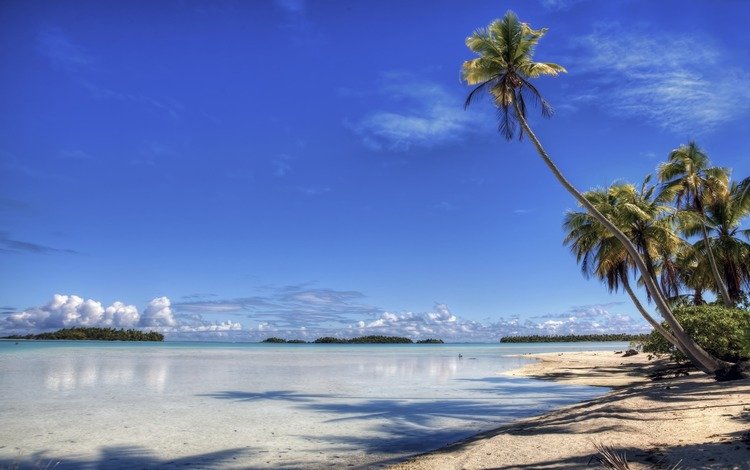 берег, пляж, пальма, остров, рай, shore, beach, palma, island, paradise