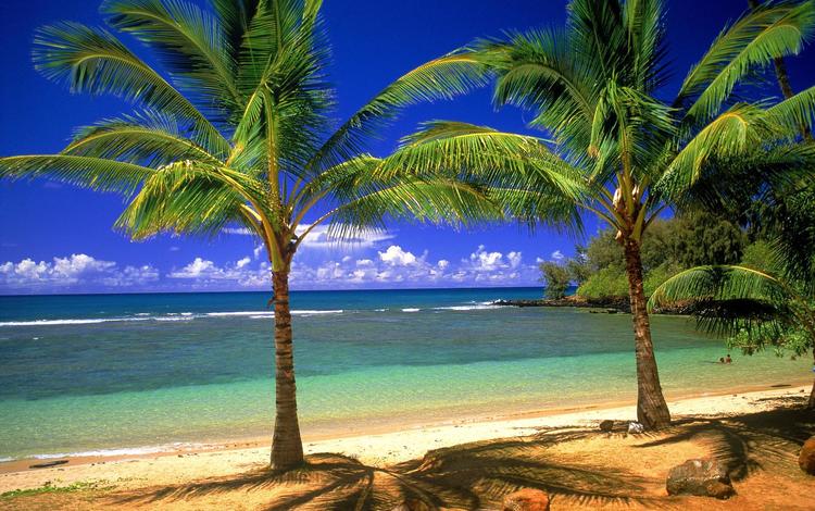 берег, песок, пальмы, shore, sand, palm trees