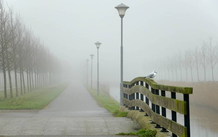 дорога, вода, обои, пейзаж, туман, птица, road, water, wallpaper, landscape, fog, bird