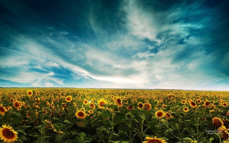 небо, облака, поле, подсолнухи, the sky, clouds, field, sunflowers