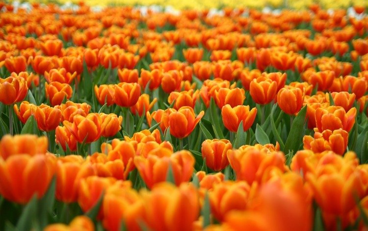 цветы, природа, поле тюльпанов, flowers, nature, field of tulips