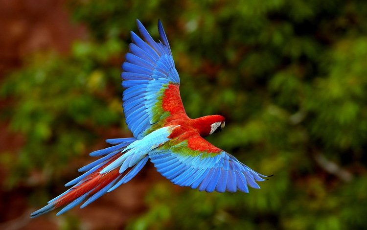 цвет, птицы, попугай, яркий, ара, color, birds, parrot, bright, ara