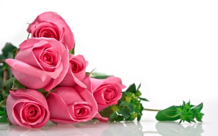 цветы, бутоны, розы, роза, лепестки, букет, алая, flowers, buds, roses, rose, petals, bouquet, scarlet