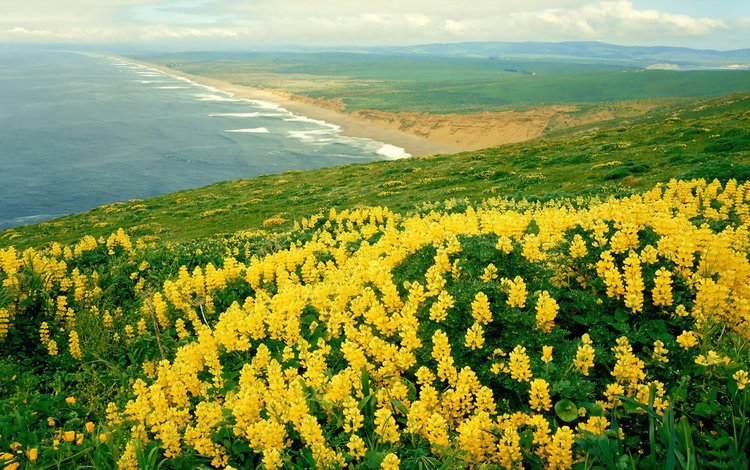 цветы, природа, море, панорама, океан, ландшафт, на природе, ка­ли­фор­нийс­кая, flowers, nature, sea, panorama, the ocean, landscape, california