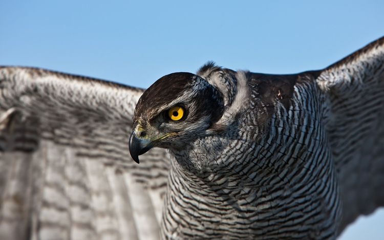 глаза, птица, перья, сокол, ястреб, eyes, bird, feathers, falcon, hawk