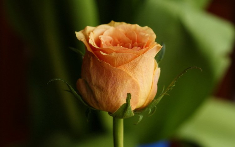 роза, лепестки, бутон, rose, petals, bud
