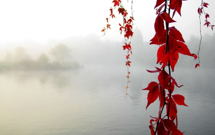 осень, спокойствие, клен, autumn, calm, maple