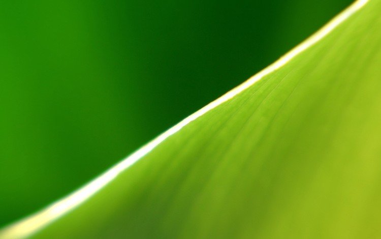зелёный, полоса, лист, край, green, strip, sheet, edge