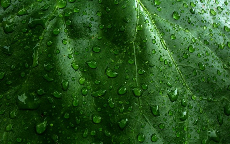 природа, зелёный, макро, капли, лист, капли воды, nature, green, macro, drops, sheet, water drops