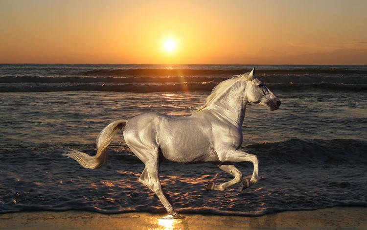лошадь, море, пляж, конь, жеребец, голоп, horse, sea, beach, stallion, the golop