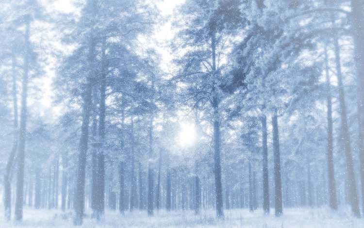 деревья, снег, лес, зима, иней, сосны, просвет, морозно, trees, snow, forest, winter, frost, pine, clearance, frosty