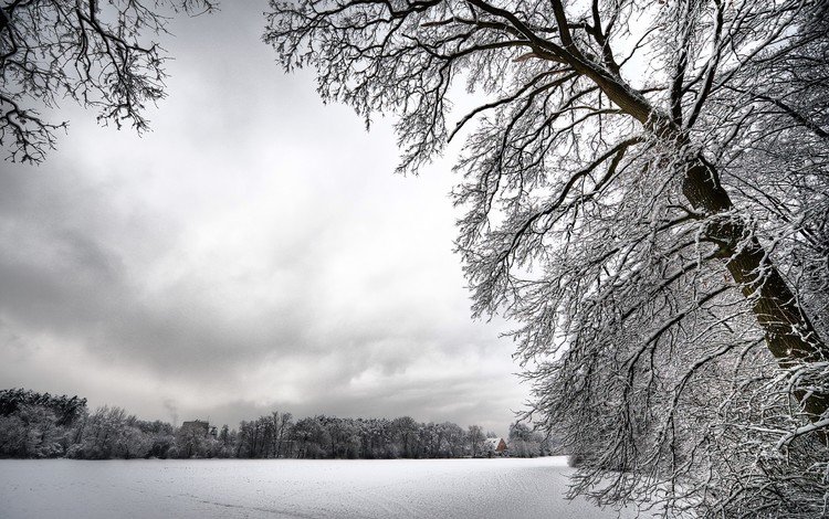 деревья, снег, зима, белый, trees, snow, winter, white