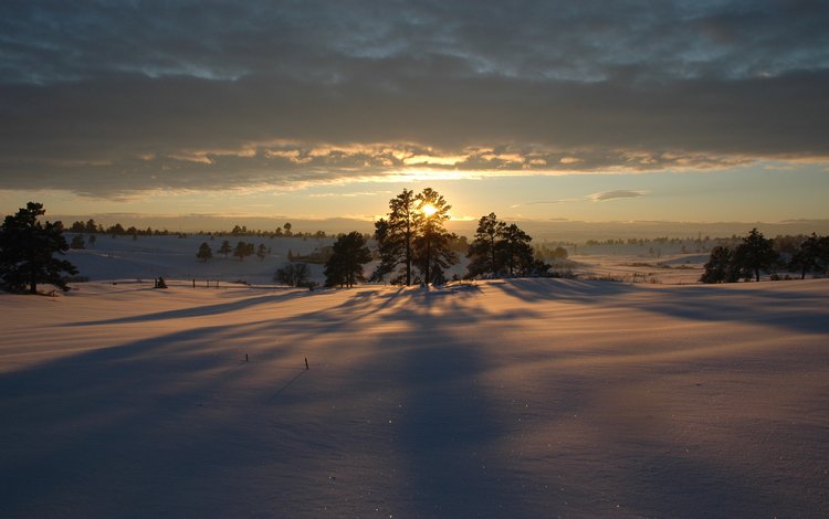 деревья, снег, закат, зима, trees, snow, sunset, winter