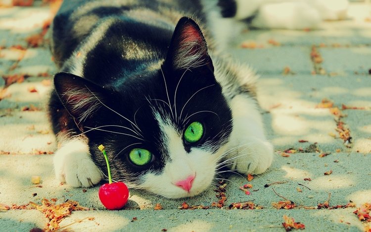 глаза, кот, зеленые, вишня, чёрно-белый, eyes, cat, green, cherry, black and white