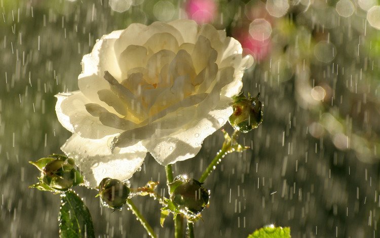 бутоны, цветок, капли, роза, лепестки, блики, дождь, чайная, buds, flower, drops, rose, petals, glare, rain, tea