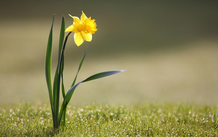 цветы, трава, природа, желтый, фото, flowers, grass, nature, yellow, photo