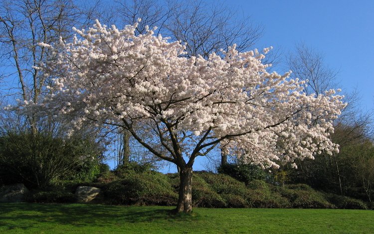 дерево, белый, вишня, сакура, tree, white, cherry, sakura