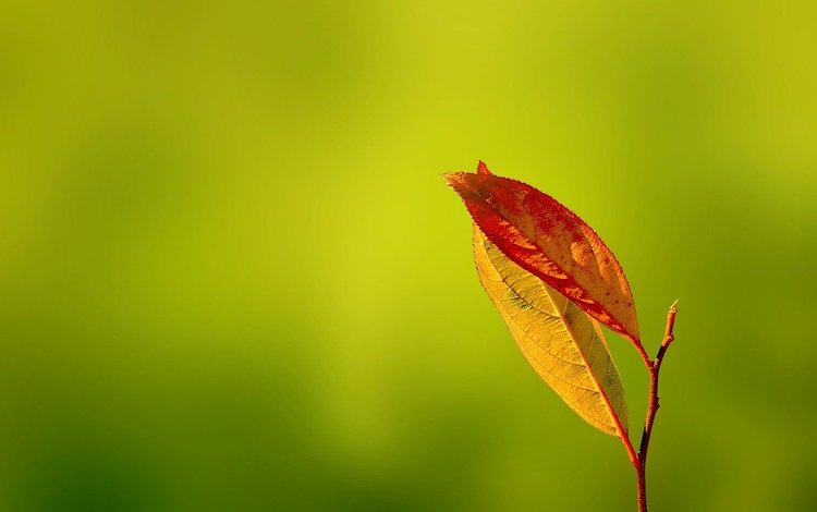 зелень, листья, осень, gentle caress, greens, leaves, autumn