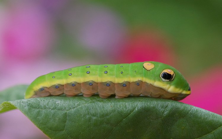 листик, гусеница, цветная, leaf, caterpillar, color