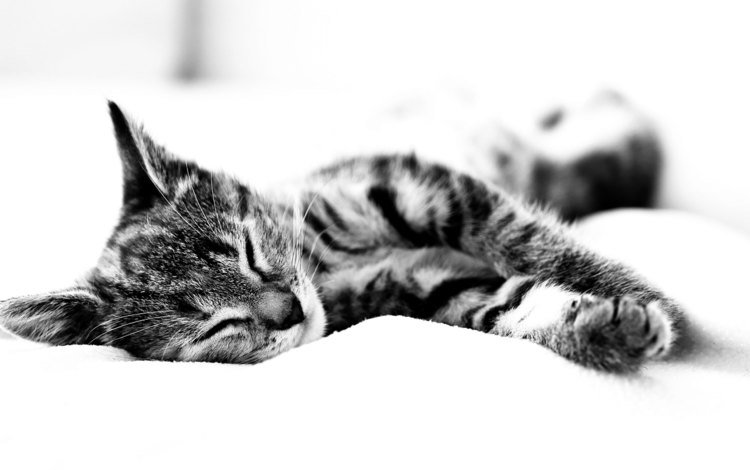 чёрно-белый, кошак спит, простынь, black and white, koshak sleeps, sheets