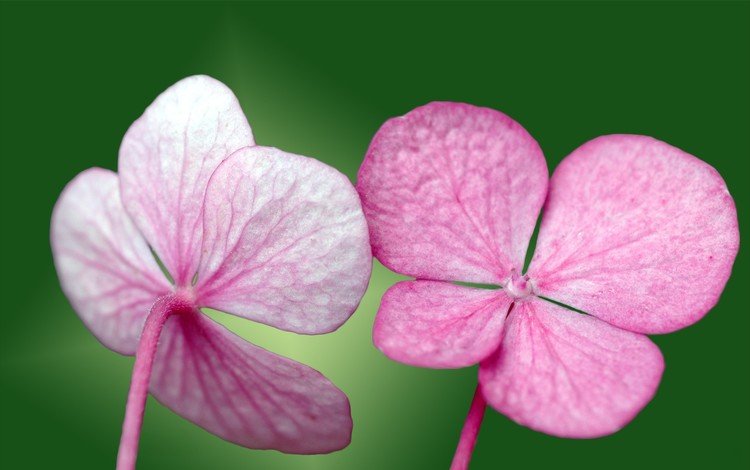 зелёный, лепестки, розовый, green, petals, pink