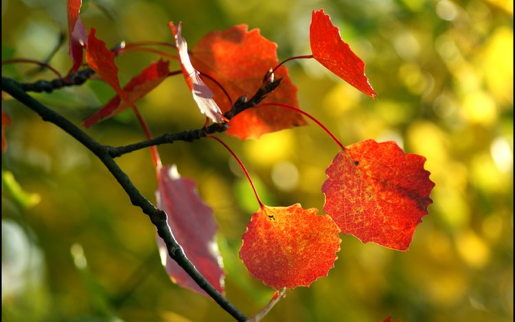 дерево, листья, макро, осень, tree, leaves, macro, autumn