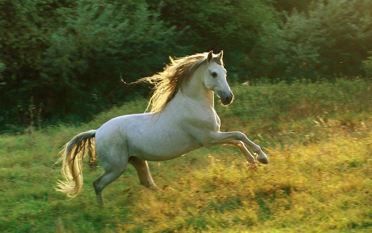 небо, лошадь, трава, белый, луг, грива, бег, галоп, the sky, horse, grass, white, meadow, mane, running, gallop
