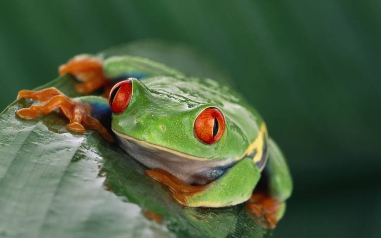 лягушка, экзотика, красные глаза, frog, exotic, red eyes