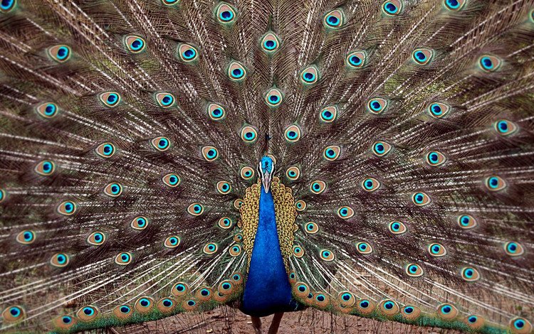 павлин, хвост, peacock, tail