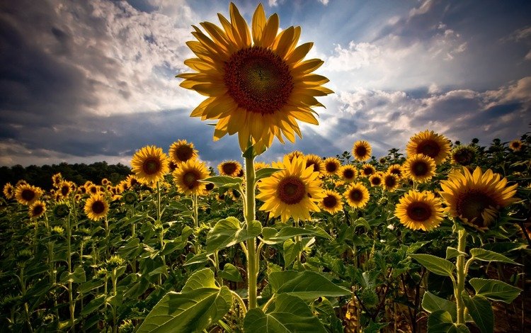 поле, лето, подсолнухи, field, summer, sunflowers
