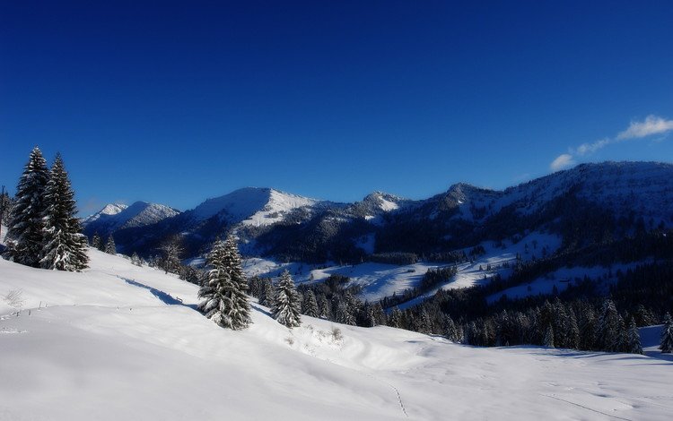 горы, снег, склон, ель, mountains, snow, slope, spruce