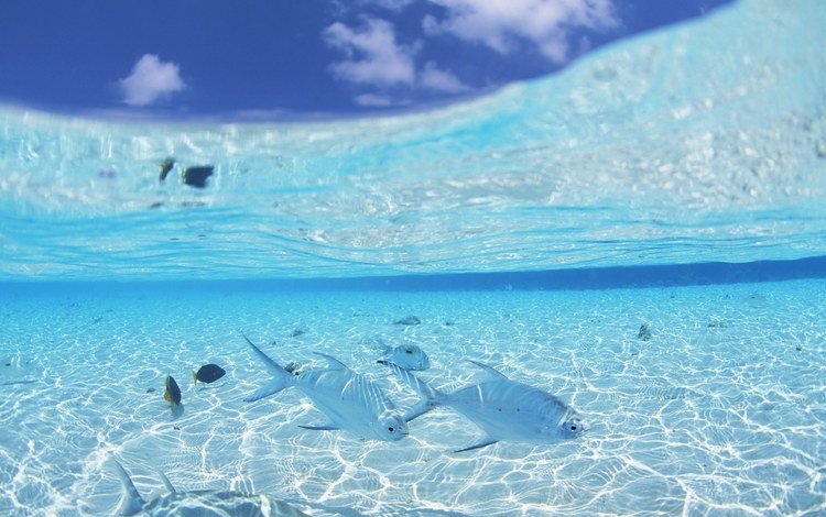 небо, вода, океан, рыбка, прозрачная, the sky, water, the ocean, fish, transparent