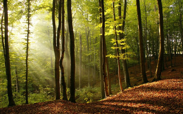 свет, деревья, природа, дерево, листья, фото, лучи солнца, красота, light, trees, nature, tree, leaves, photo, the rays of the sun, beauty