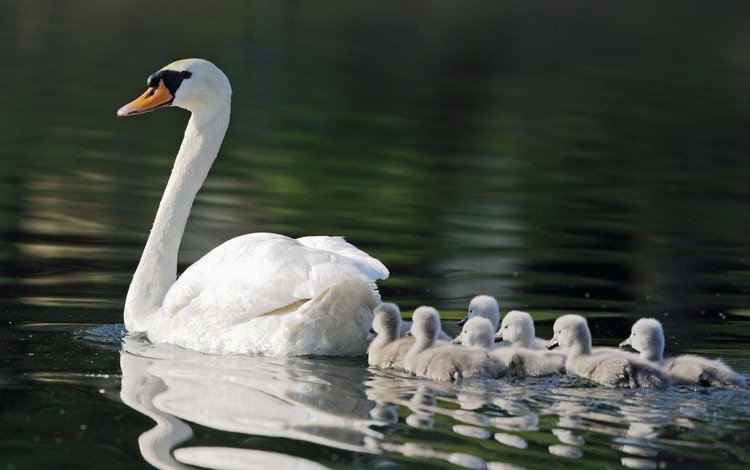 пруд, мама, семь, лебеди, детишек, pond, mom, seven, swans, kids