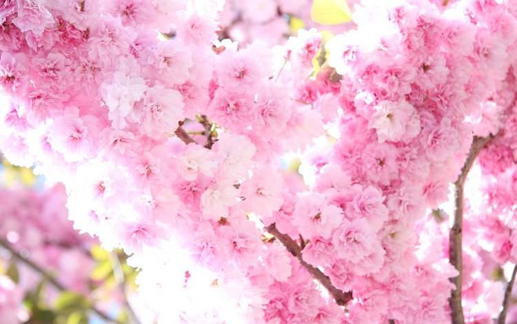 свет, сакура, цветы, нежность, солнце, дерево, цветение, ветви, весна, розовые, light, sakura, flowers, tenderness, the sun, tree, flowering, branch, spring, pink