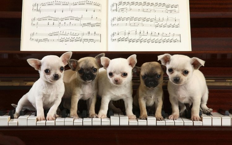 ноты, игра, щенки, клавиши, рояль, чихуахуа, notes, the game, puppies, keys, piano, chihuahua