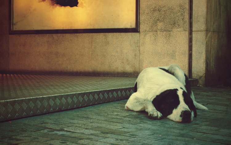 собака, лежит, одиночество, dog, lies, loneliness