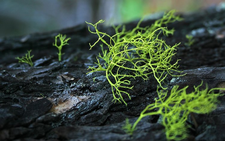 мох, ствол, кора, разновидность, moss, trunk, bark, kind