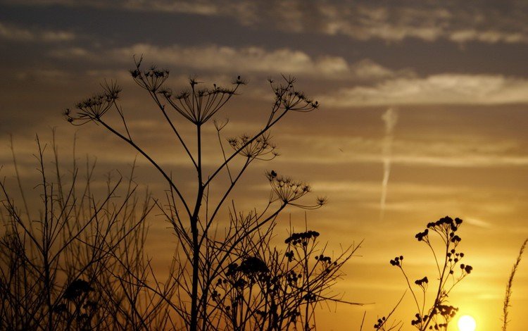 небо, свет, цветы, укроп, the sky, light, flowers, dill