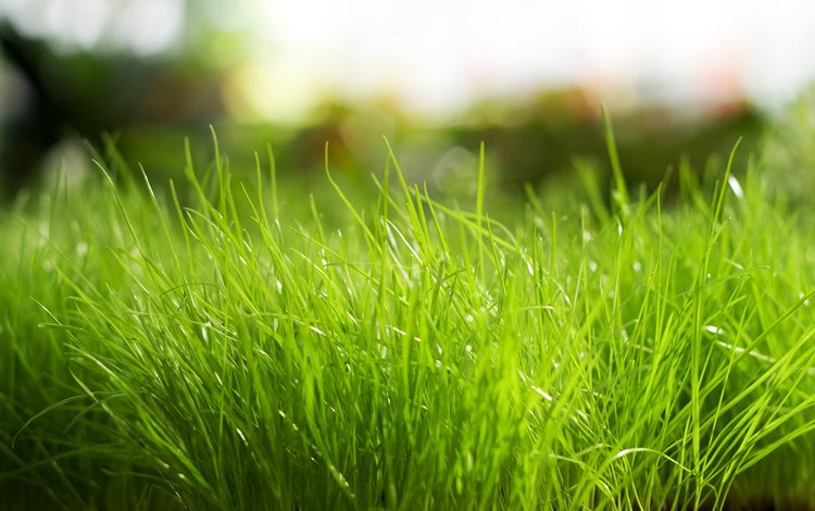 трава, природа, зелёный, grass, nature, green
