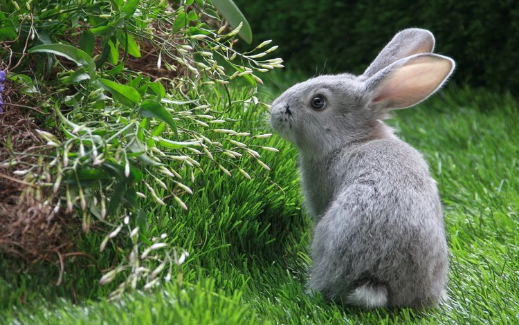 трава, зелень, серый, кролик, заяц, нюхает, grass, greens, grey, rabbit, hare, sniffing